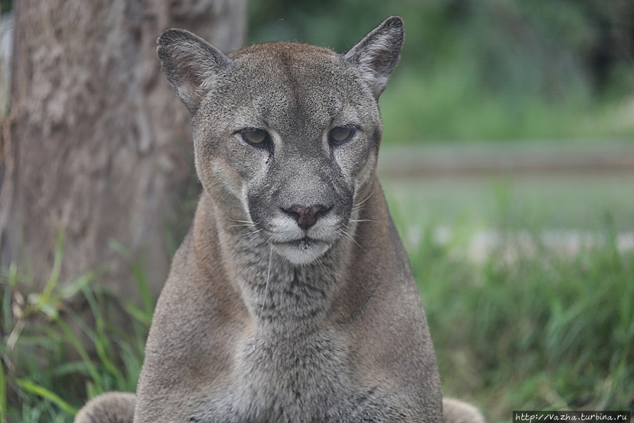 Зоопарк Лимы Лима, Перу