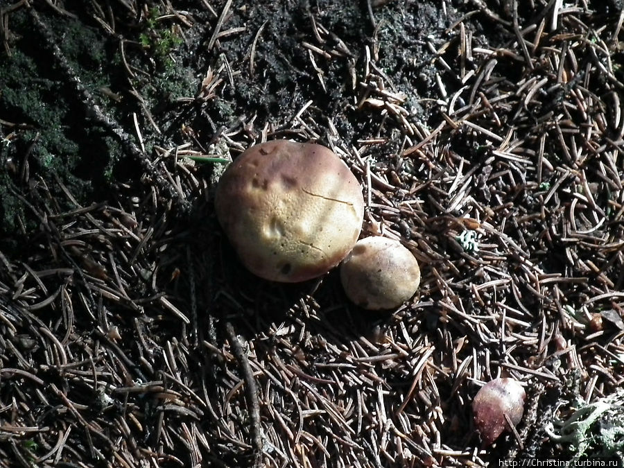 Грибам — место в блоге Ишгль, Австрия