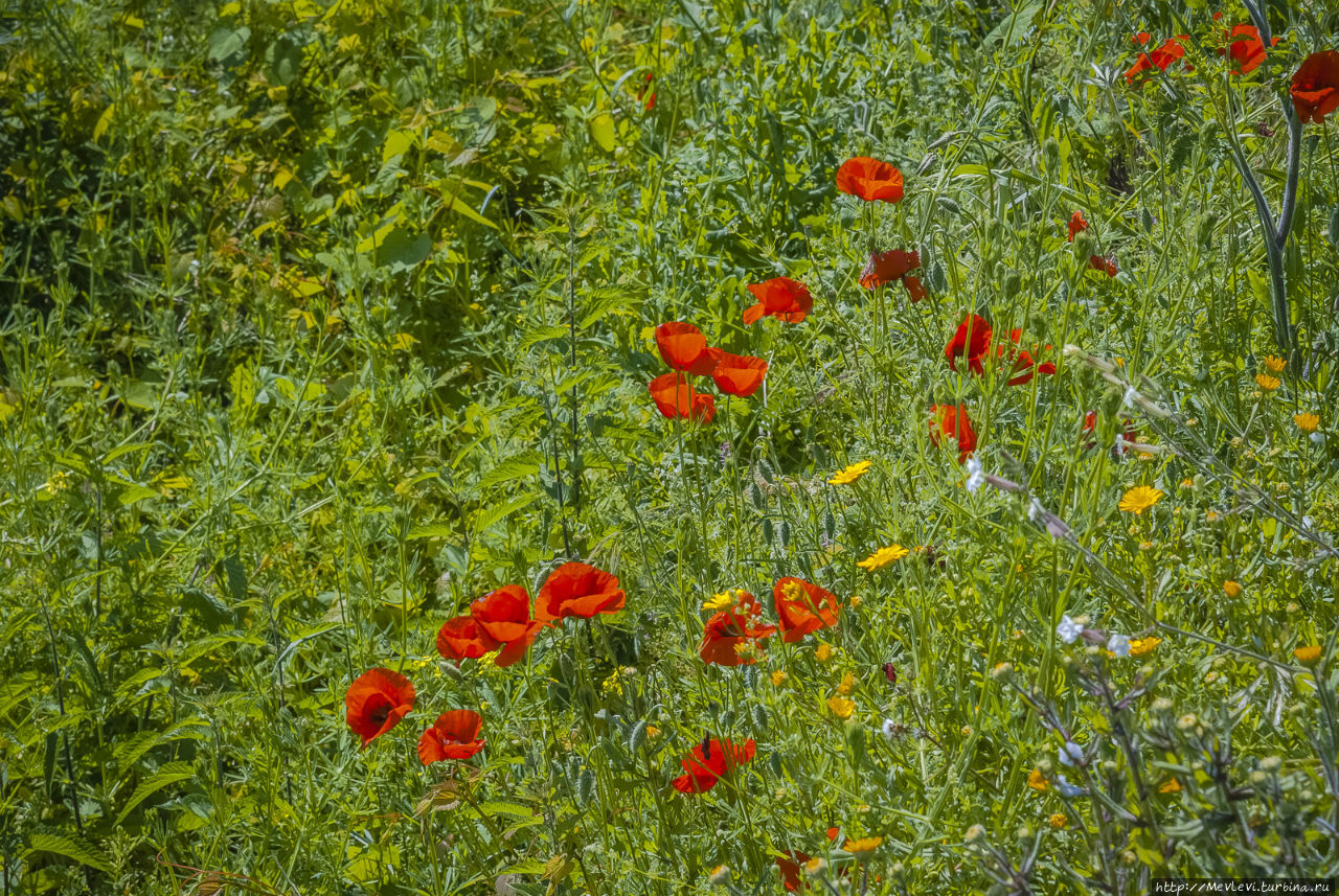 Маки Тосканы Тоскана, Италия