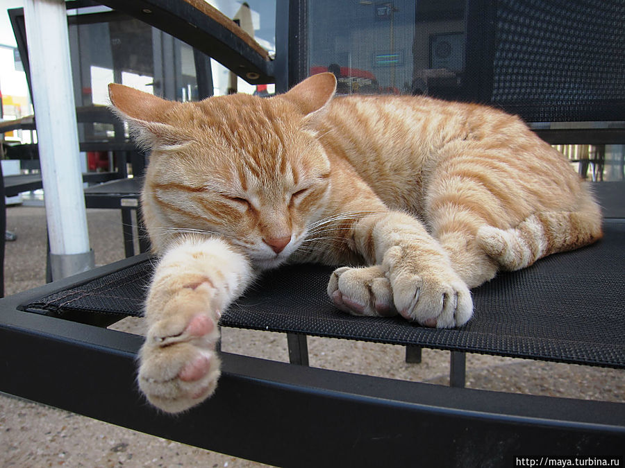 хозяйка придорожного кафе