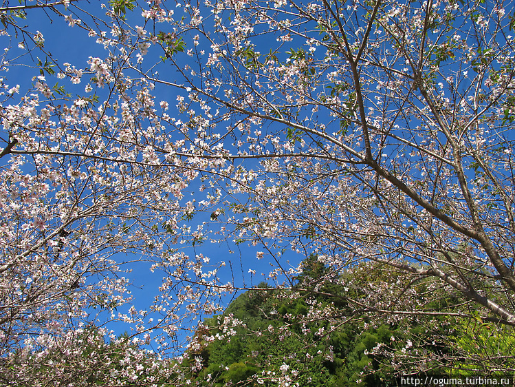 Цветение сакуры в местечк