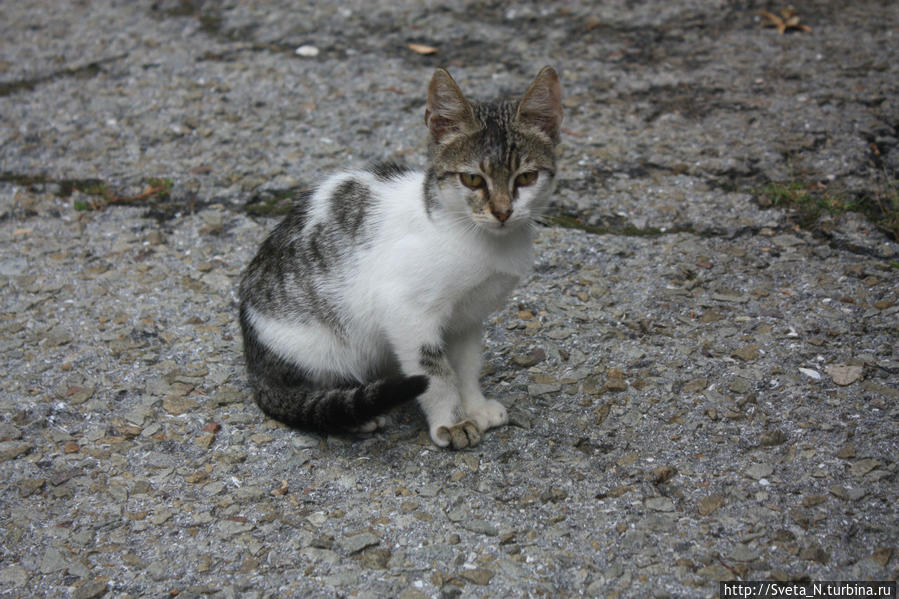 Котики захватили Крым! Республика Крым, Россия