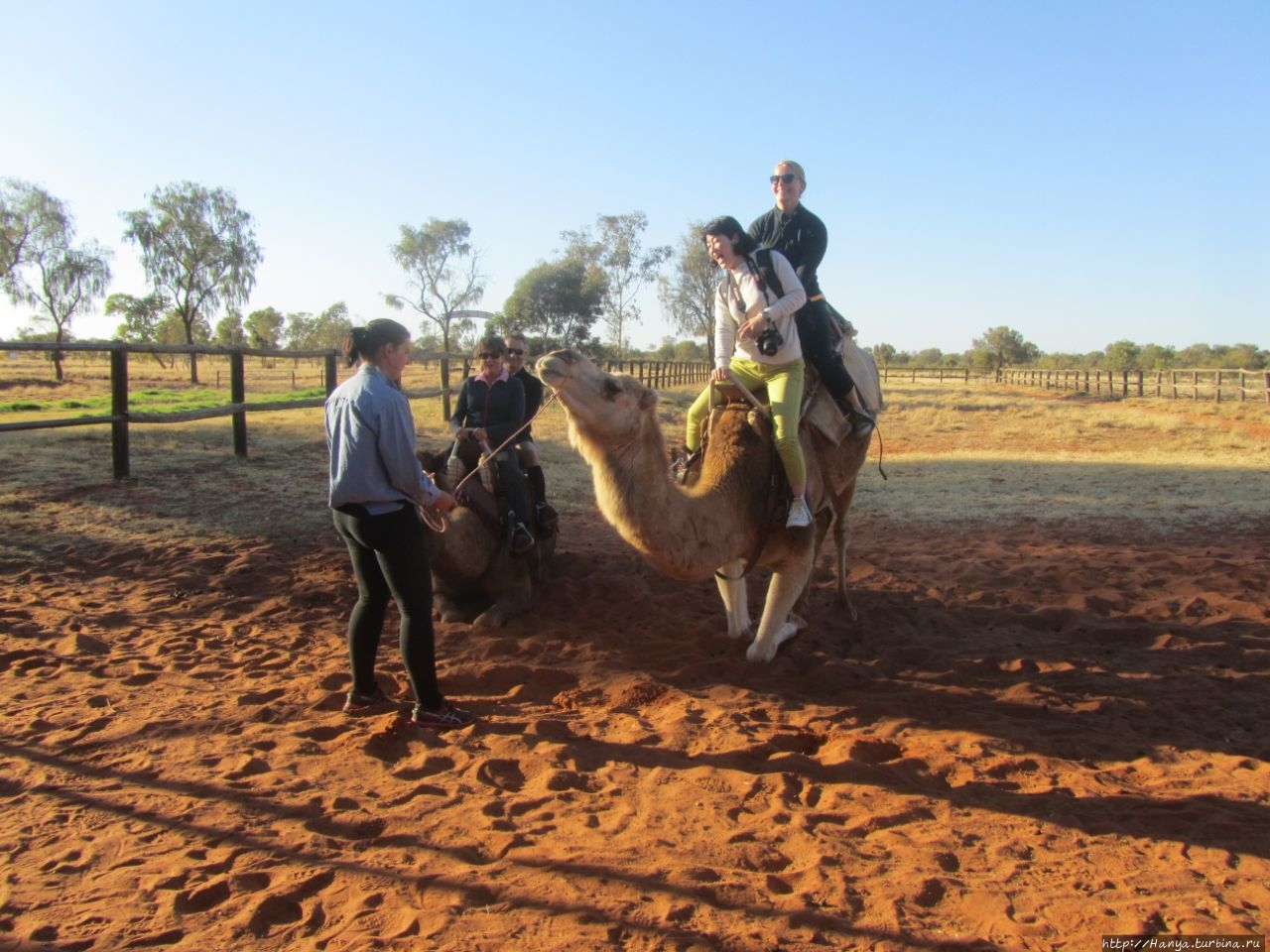 Верблюжья ферма в Stuarts Well Roadhouse Элис-Спрингс, Австралия