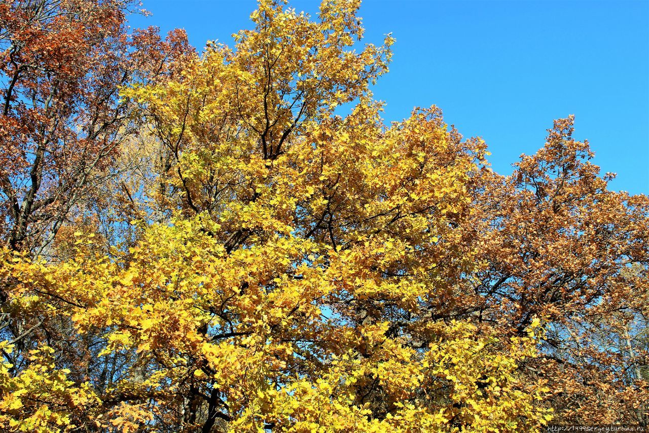 Золотая осень в Павловском парке #3 Летящий Меркурий Павловск, Россия