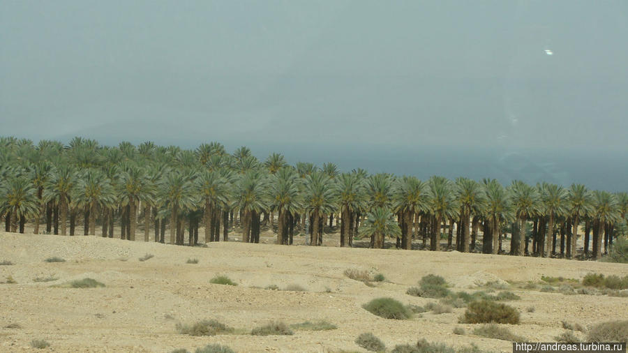 Пальмовая роща на побережье Мёртвого моря Израиль