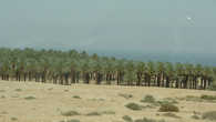 Пальмовая роща на побережье Мёртвого моря