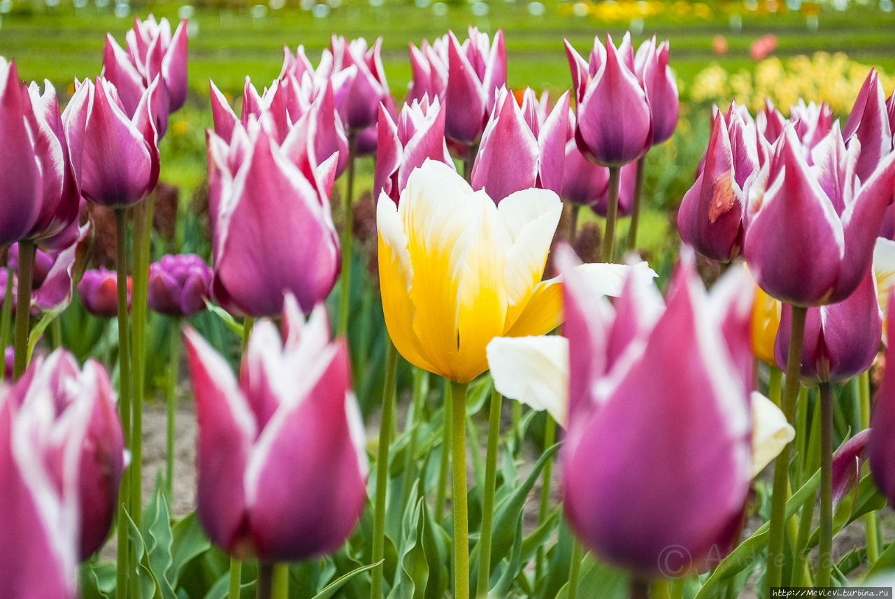 Цветочное чудо Юрмала, Латвия