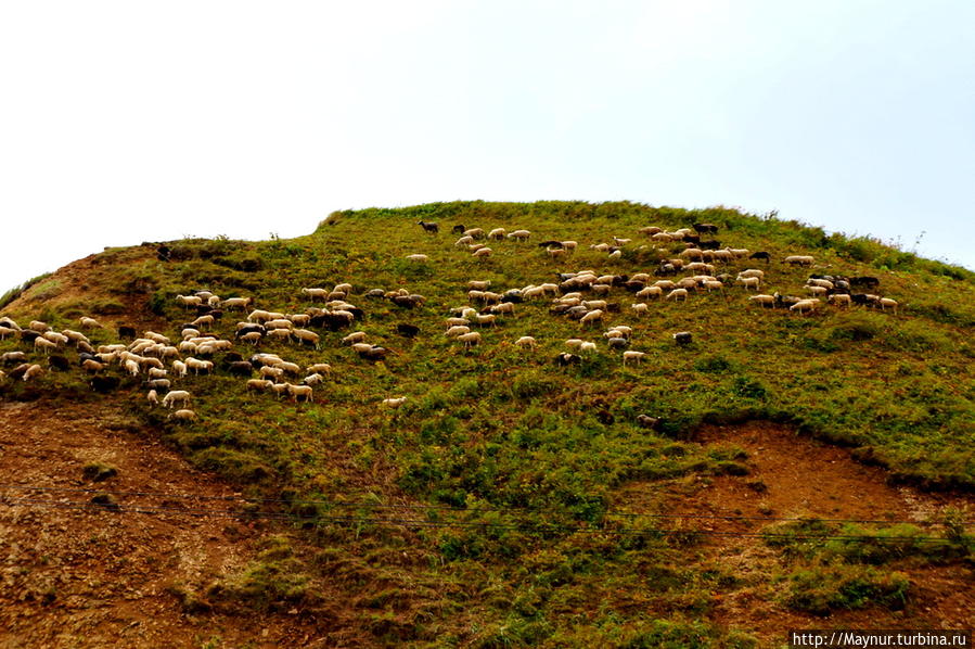 Попытки    развести   овец   на   острове   никогда   не   венчались   успехом.  Но   появилась   среднеазиатская   диаспора   и .....   стада   овец   гуляют   по   вершинам   сопок. Невельск, Россия
