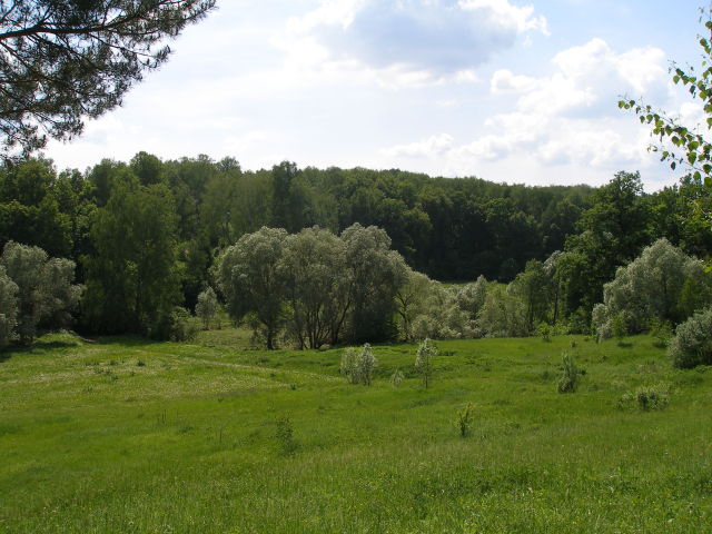 Таруса. В поисках дуба. Таруса, Россия