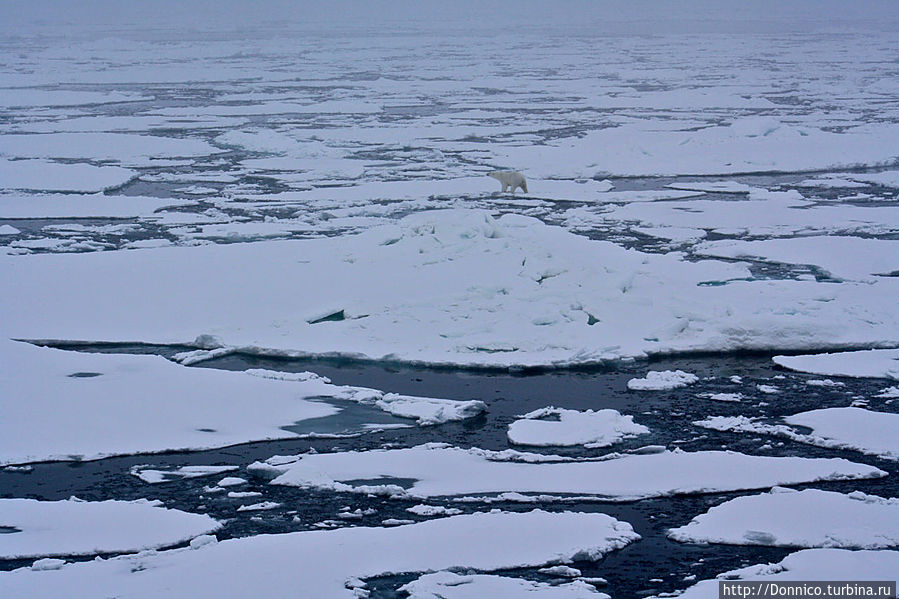 Большая Белая Медведица Земля Франца-Иосифа архипелаг, Россия