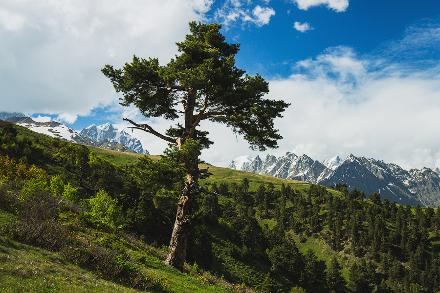 Последнее деревце на нашем пути.. Дальше только холмы, холмы, холмы...