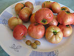 ’nzalora — фруктовый гибрид граната и яблока, диаметр — 2-3 см. Теперь уже редкость на рынке.
Выращивается в пров.Катания.
Вкус обычного яблока. В сердцевинке — 3 семечка.
http://siciliaways.livejournal.com/118890.html