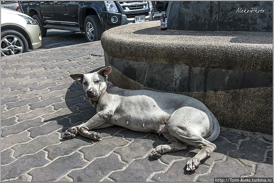 По пути часто попадаются лениво возлежащие собаки. Их в Таиланде везде много, как коров в Индии...
* Паттайя, Таиланд