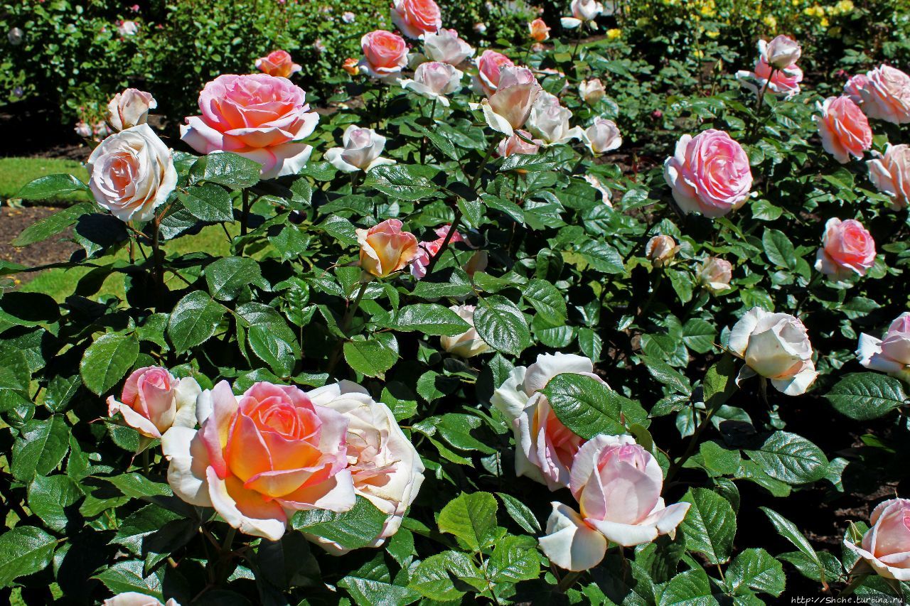 Поппи Роуз роза в саду