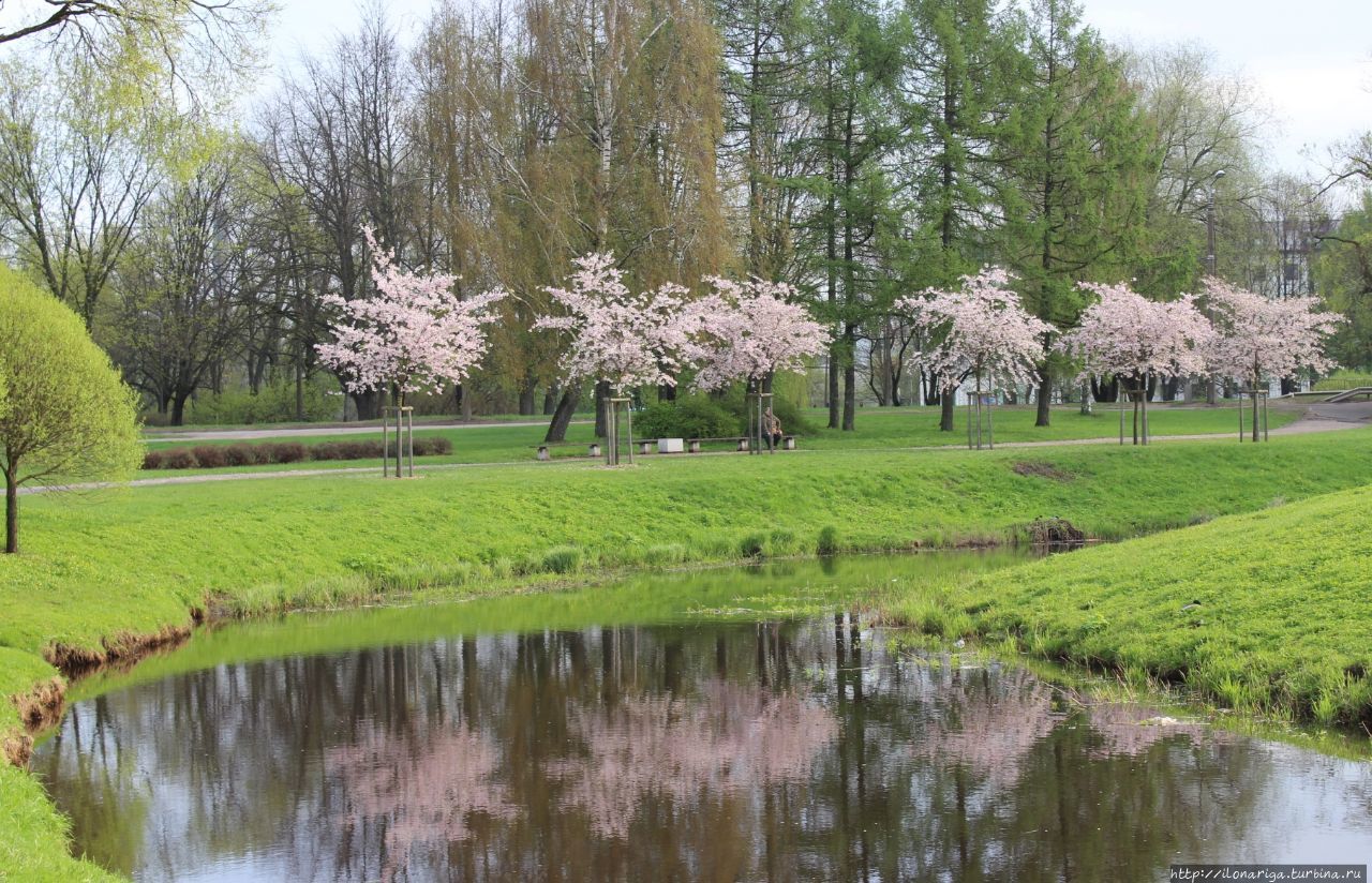 Один раз в год сады цветут... Рижская сакура Рига, Латвия