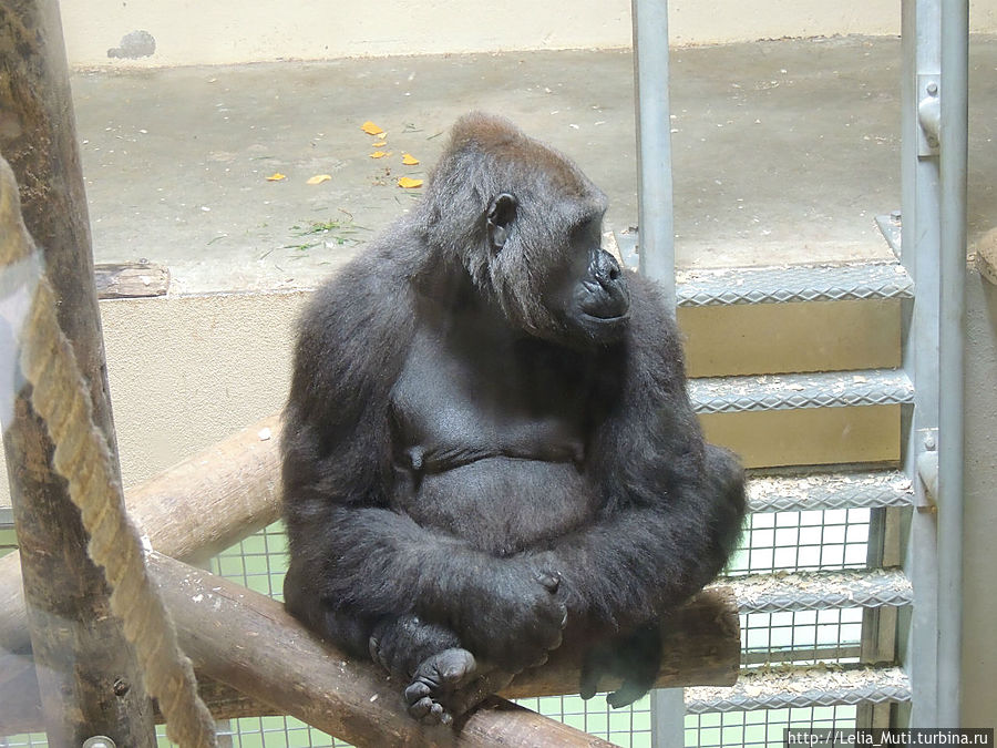 Лиссабонский ZOO-Дом Лиссабон, Португалия