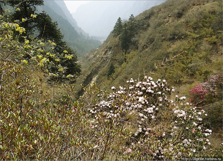 Лесная зона весенней долины Лангтанг Лангтанг, Непал