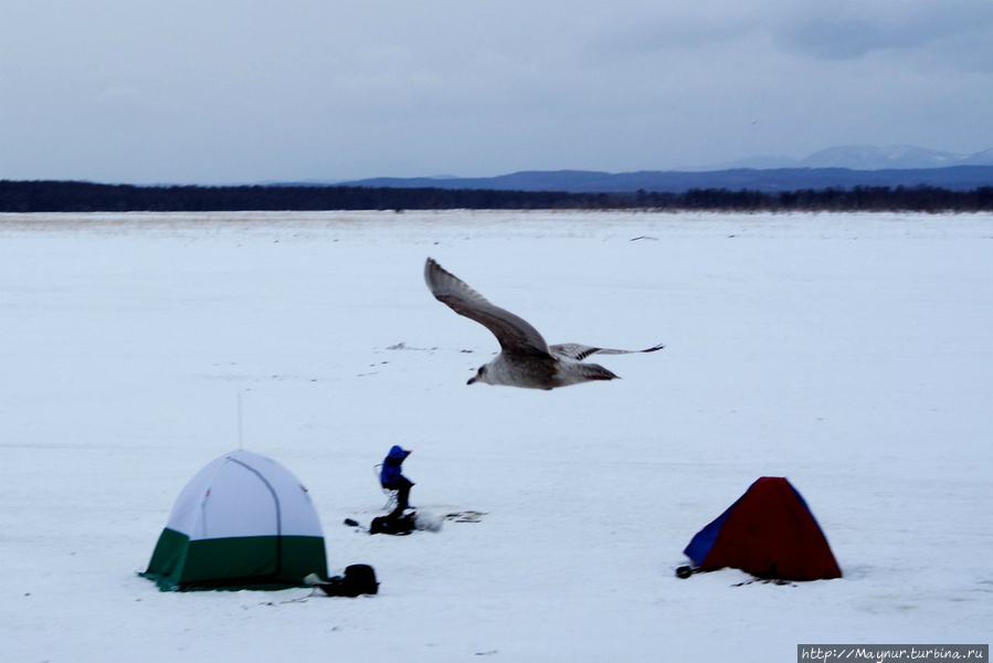 Азарт, умение и  везение... Южно-Сахалинск, Россия