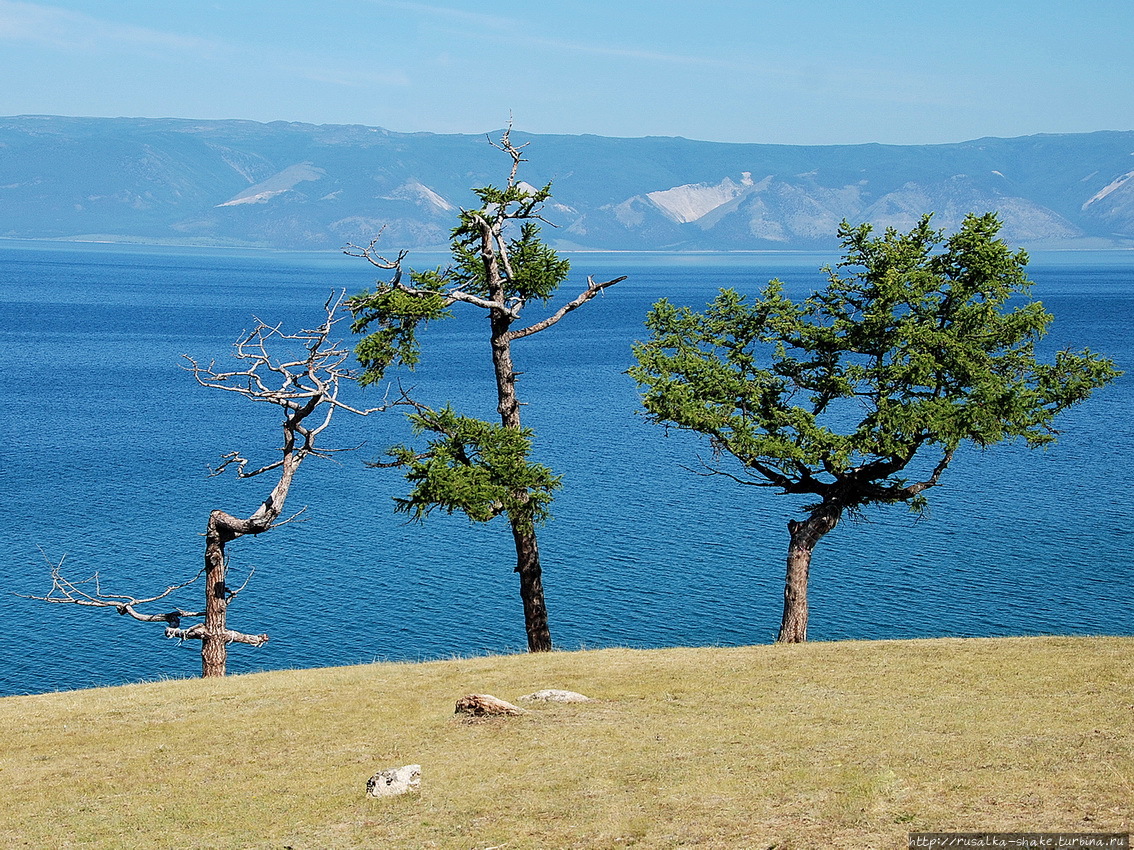 Эволюция дерева Хужир, остров Ольхон, Россия