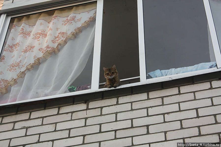 Куда же без котика?) Рыбинск, Россия