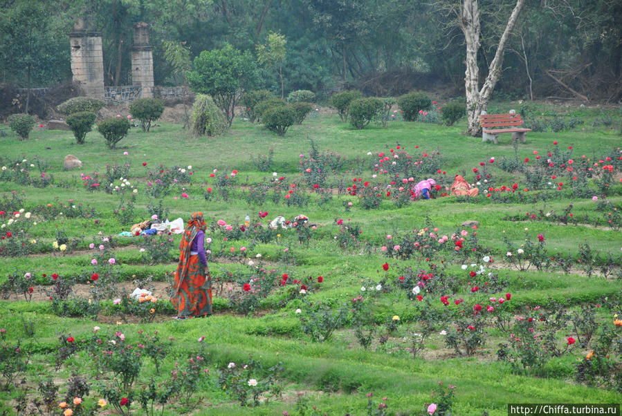 Сад роз Дели, Индия