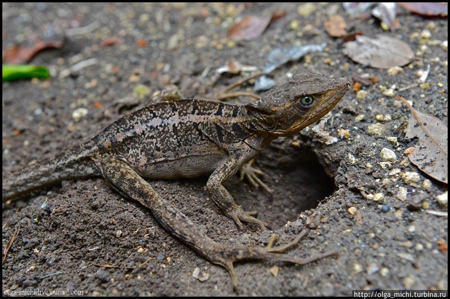 Гватемальское приключение. Гватемала