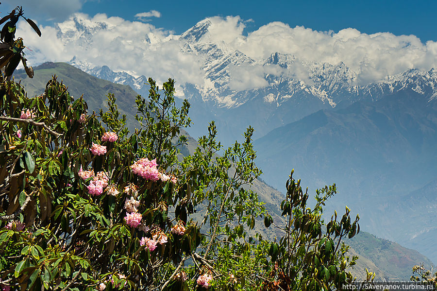 Цветущие рододендроны и массив Ганеш Химал Непал