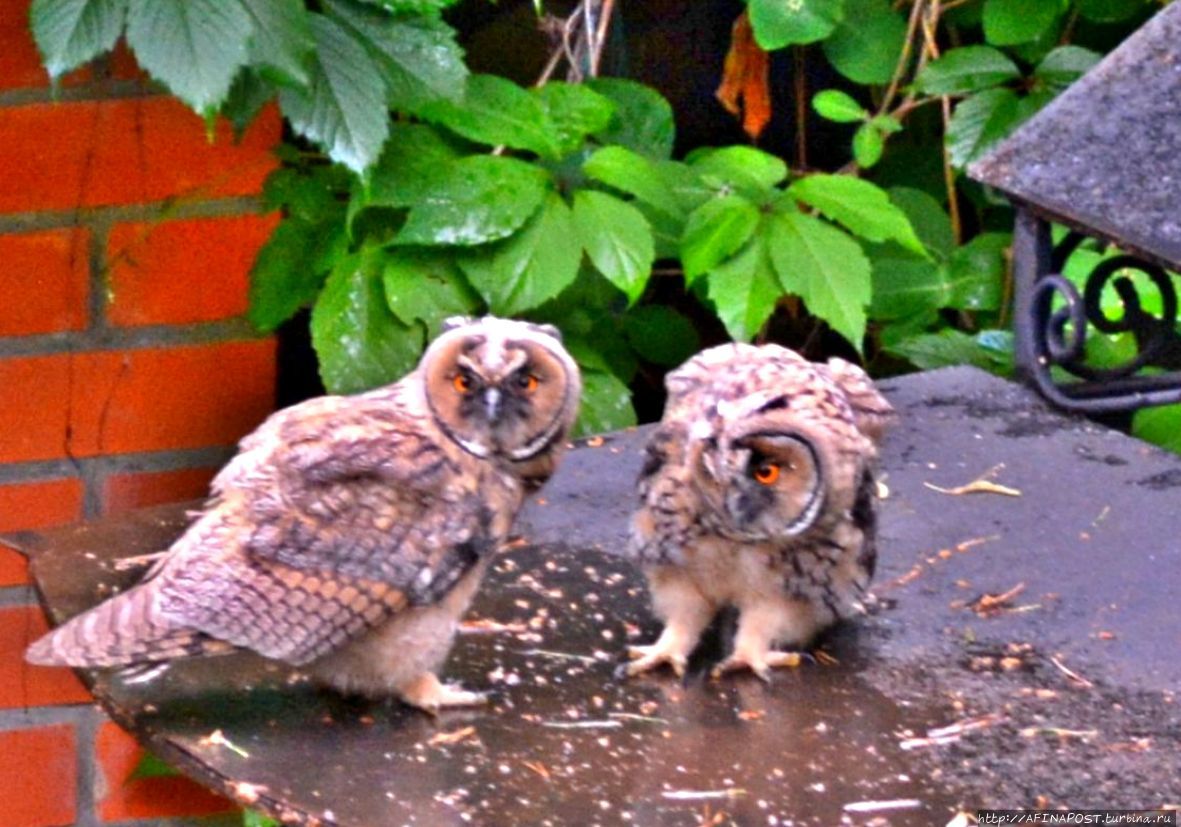 Совы. Дождливым днём Внуково, Россия