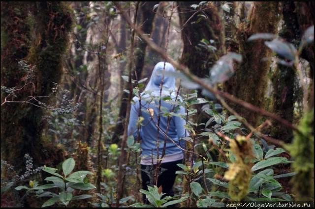 Лесные истории Филиппины