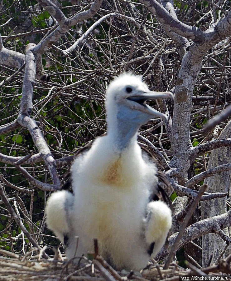 Гнездовья фрегатов на Галапагосах, остров Северный Сеймур