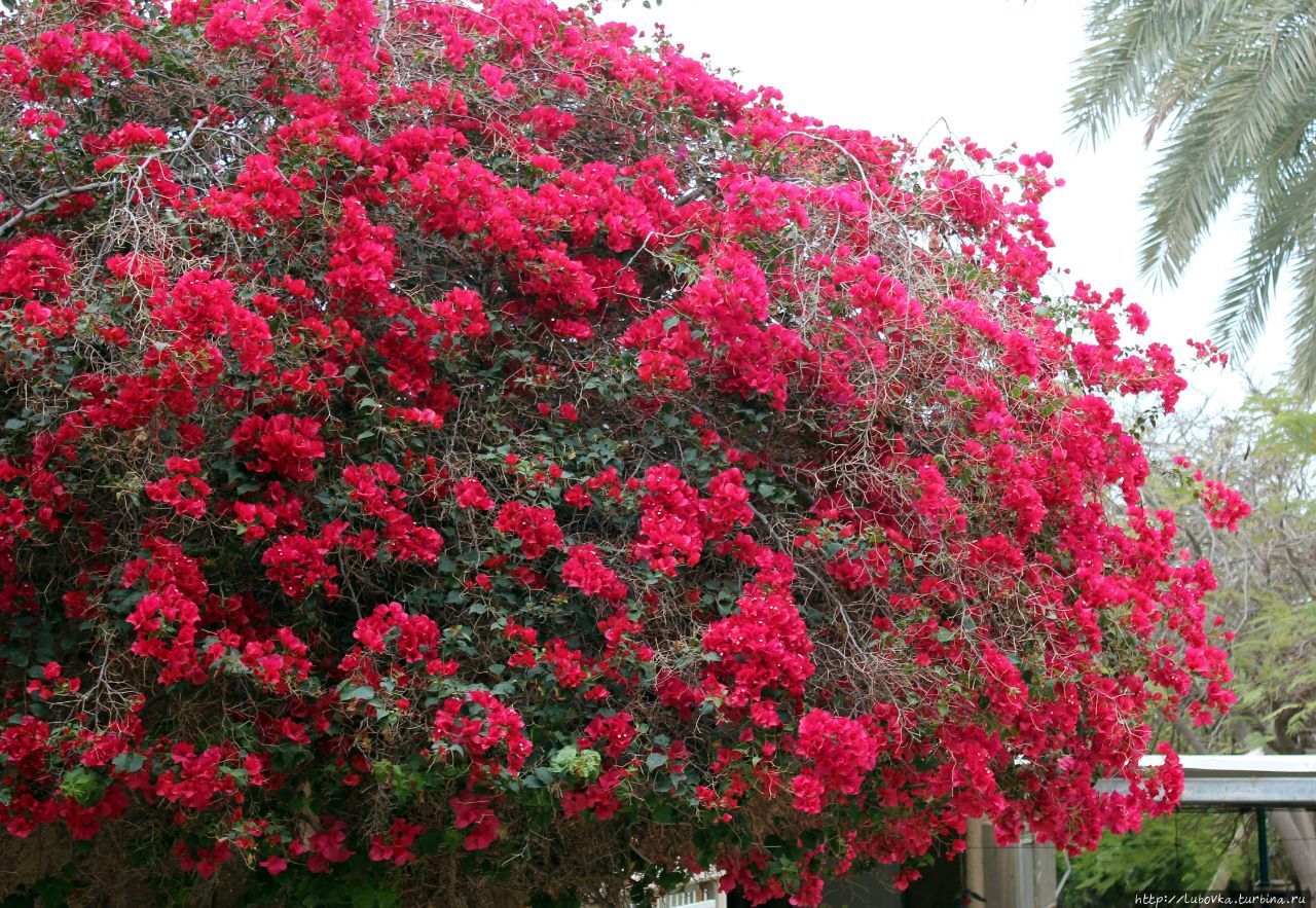 Уникальный Ботанический сад Эйн-Геди Эйн-Геди, Израиль