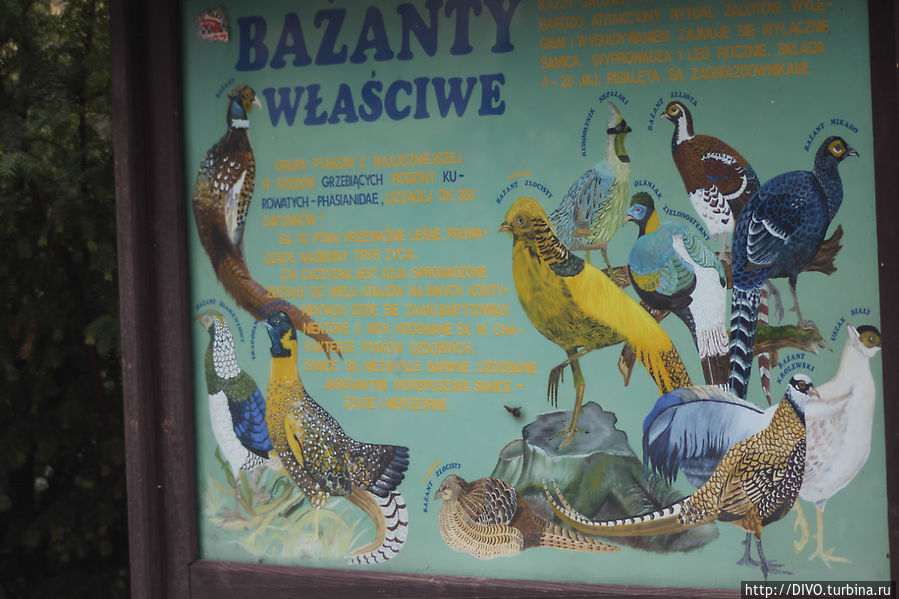 Зоопарк Варшава, Польша
