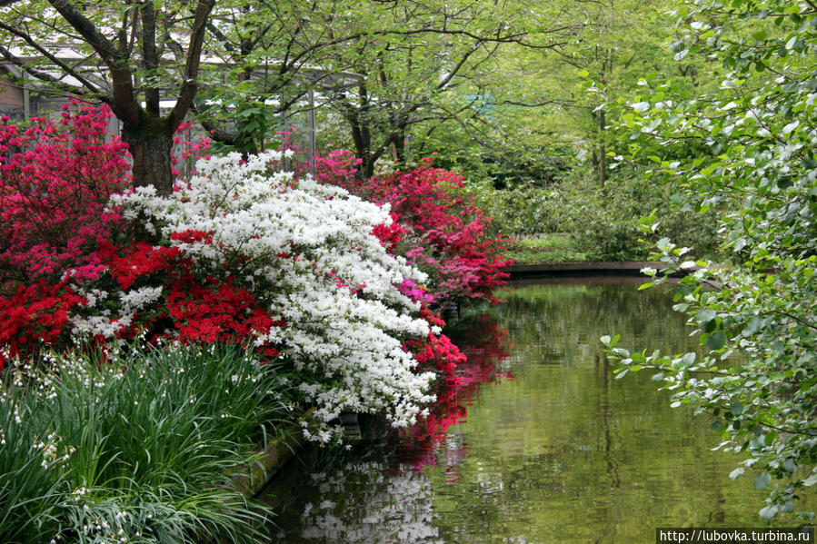 Кейкенхоф — лучший весенний парк Европы Кёкенхоф, Нидерланды