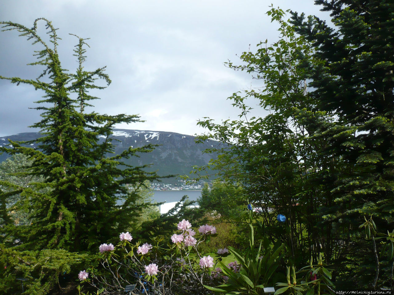 Арктическо-альпийский ботанический сад Тромсё, Норвегия