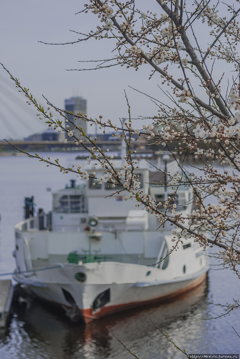 Таинство цветения сакуры Рига, Латвия