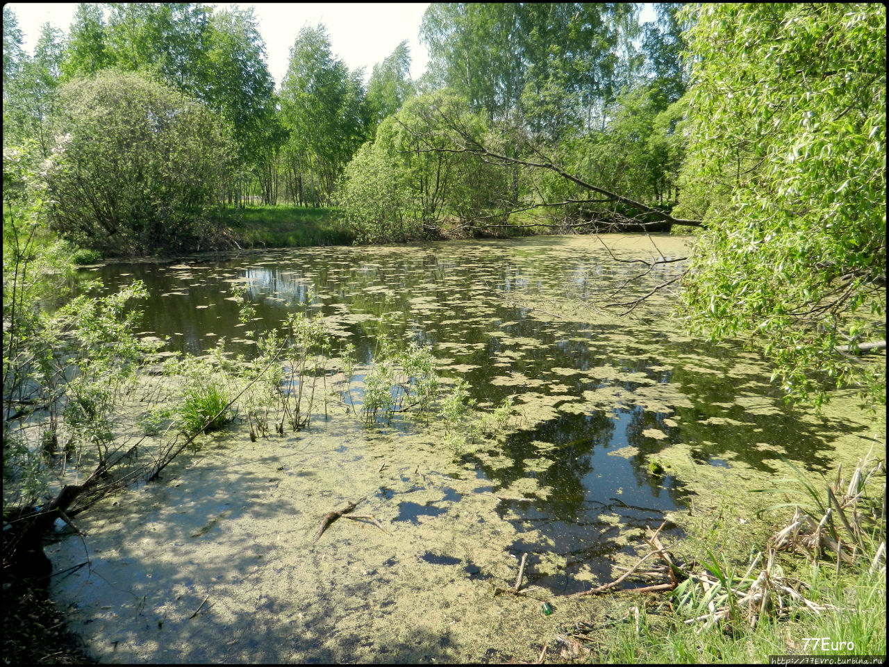 Живописное болото
Гефсиманский сад Истра, Россия