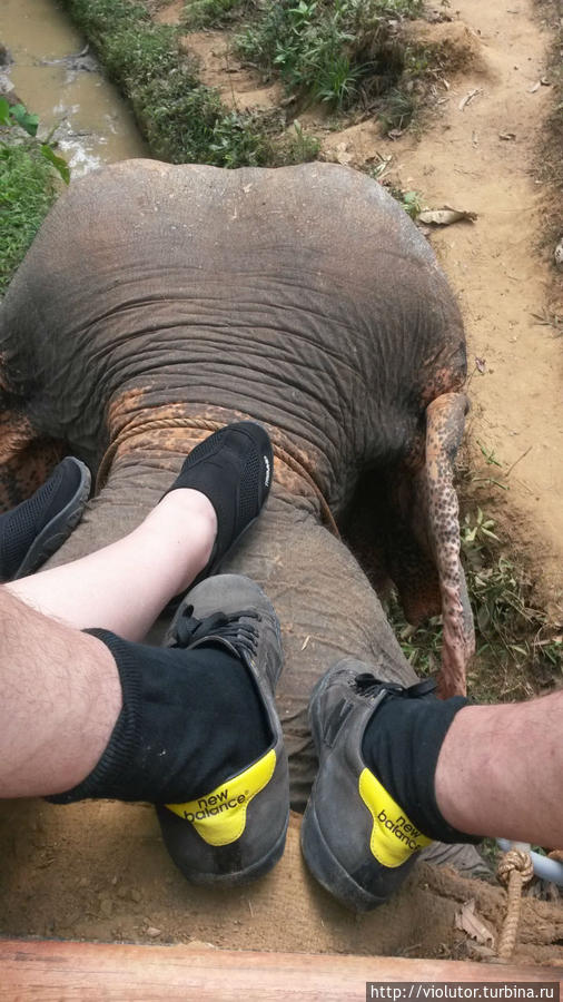 не наступайте на слона или он наступит на вас Пхукет, Таиланд