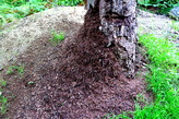 Муравейник в начале тропы.