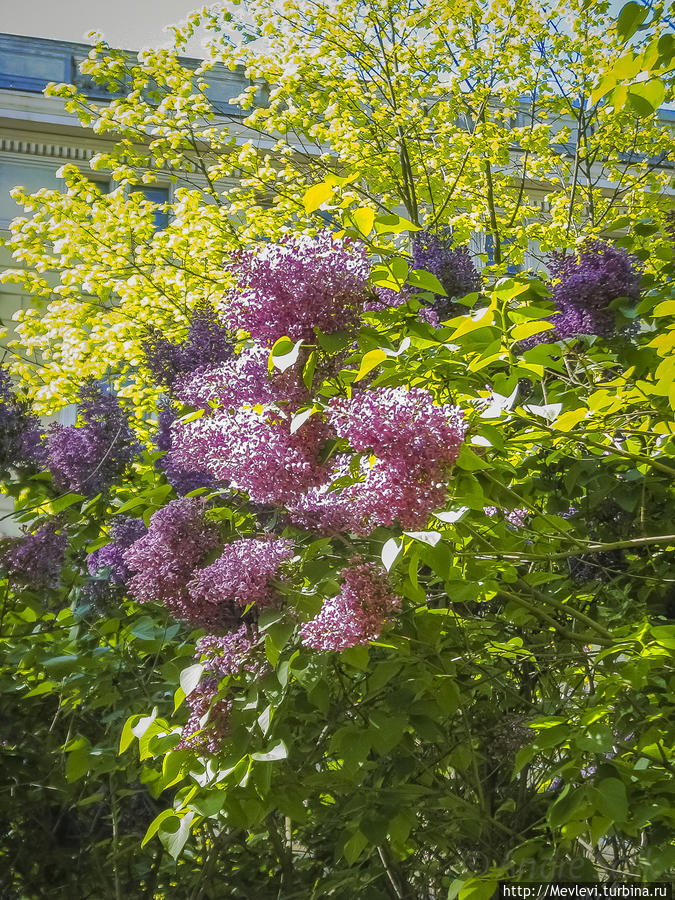 Время сирени Рига, Латвия