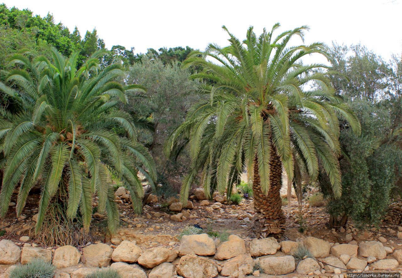 Финковая пальма Израиля Израиль