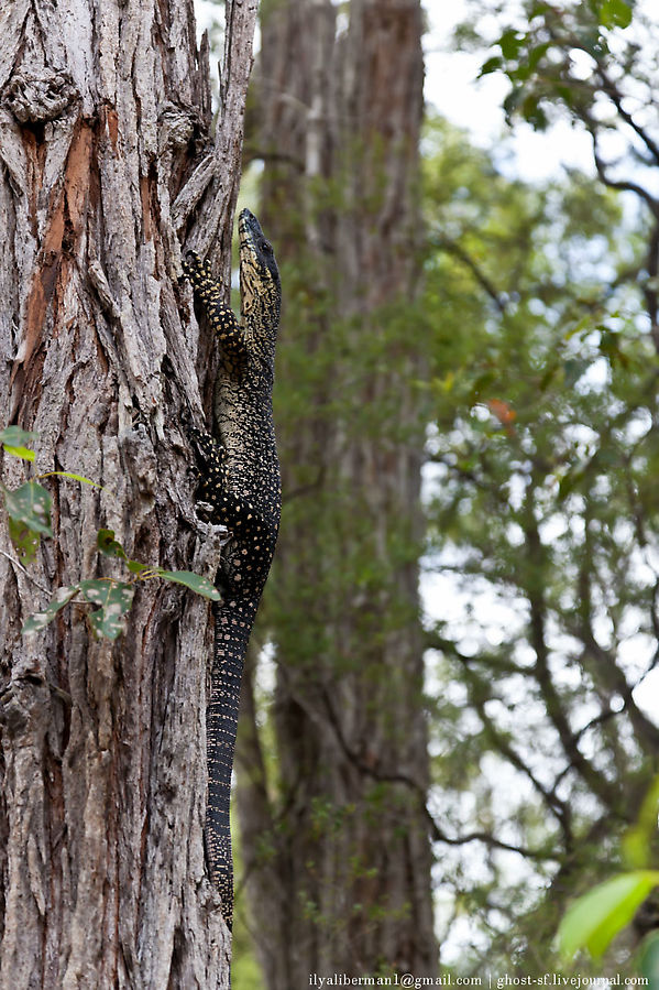 Австралийская яшерица