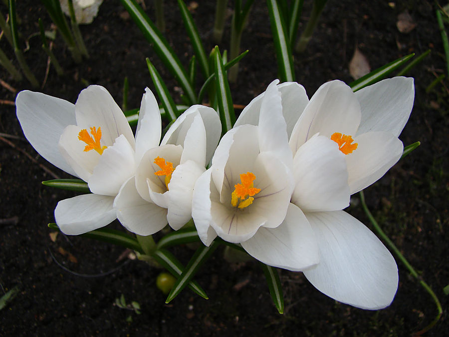 Девочки! Весна! Москва, Россия