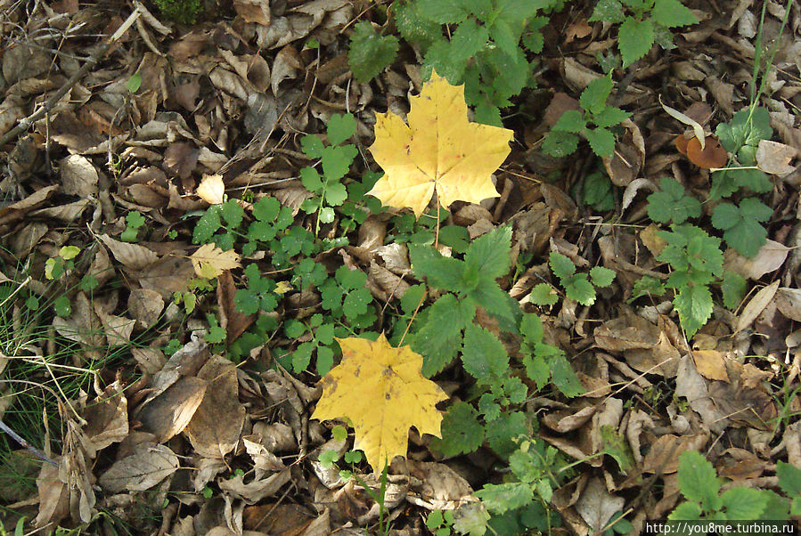 Богородск Москва и Московская область, Россия