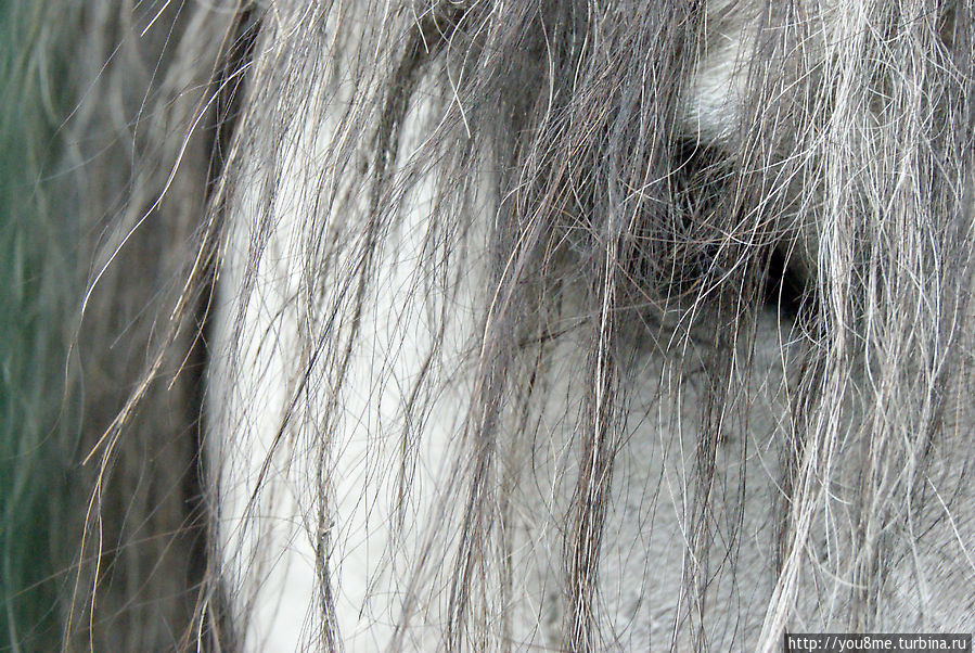 Тарпан Брест, Беларусь