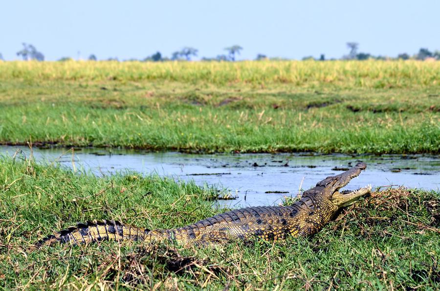 В траве притаился крокодил Национальный парк Чобе, Ботсвана