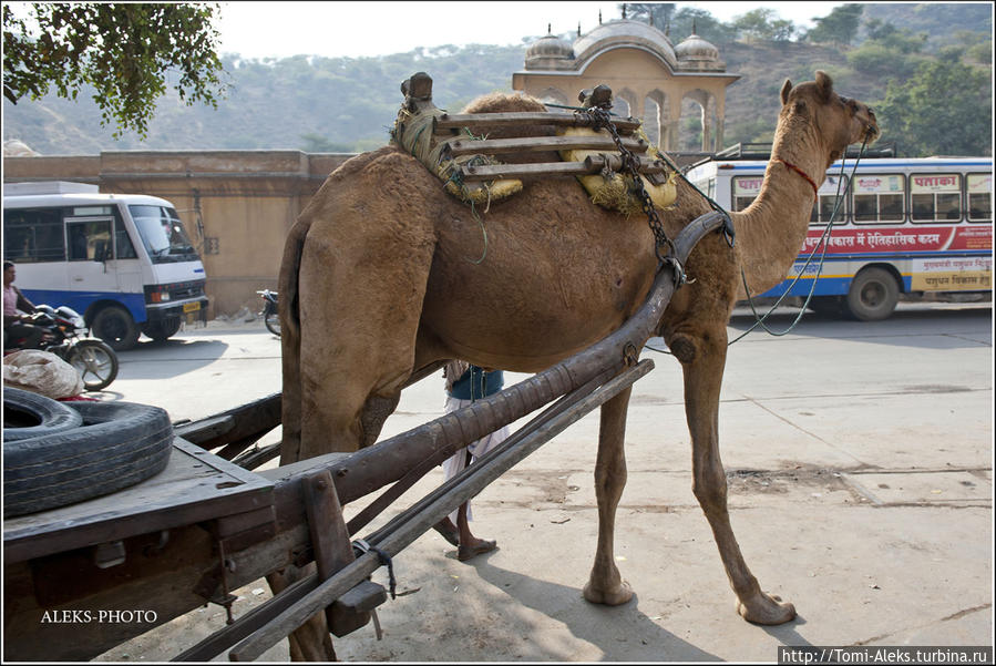 В Джайпуре можно встретить транспорт, запряженный верблюдами, ведь в штате Раджастан есть своя пустыня Тар...
* Джайпур, Индия