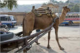 В Джайпуре можно встретить транспорт, запряженный верблюдами, ведь в штате Раджастан есть своя пустыня Тар...
*