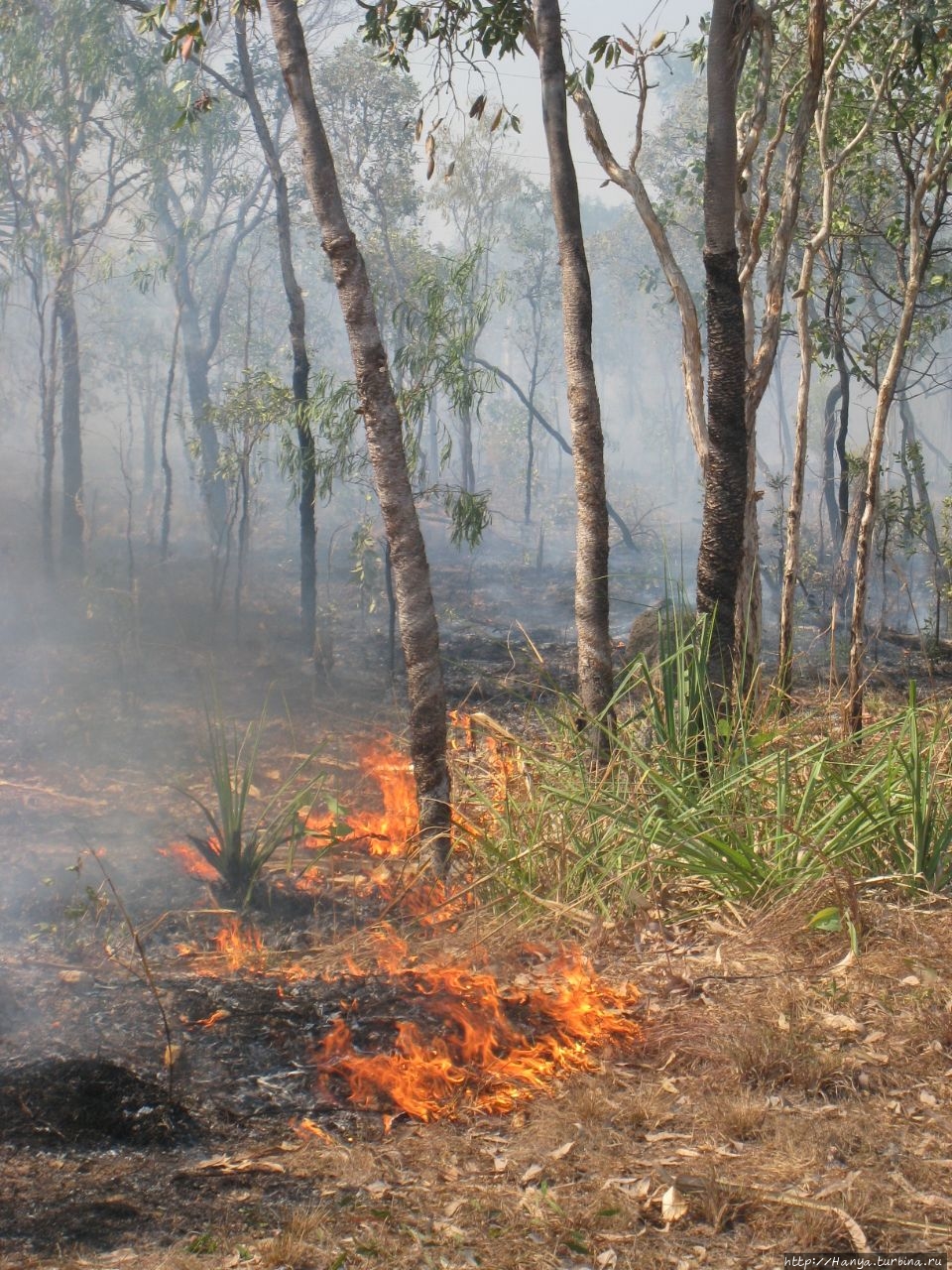 Управляемые пожары в буше на пути в урочище Убирр. Ч.27 Какаду Национальный Парк, Австралия