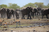 В общей сложности насчитали 79 слонов. Водопой был довольно большой и места хватило всем