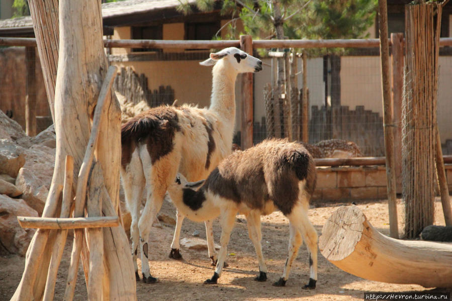 Зоопарк Лимасола Лимассол, Кипр